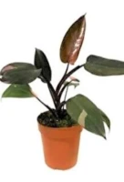 Plants, Seeds & Grass