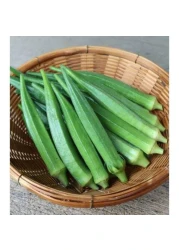 OKRA LONG
