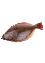 Fresh halibut
