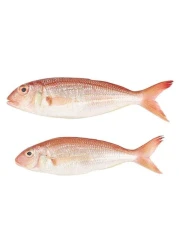 Fresh local fish Sultan Ibrahim