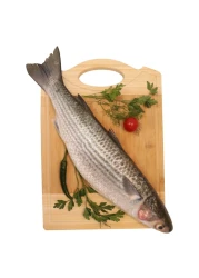 Fresh Grey Mullet
