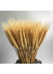 100 Stems Dried Wheat Stalks Dried Natural Ear of Wheat Grain Flowers for Home Dining Table Flower Arrangement Art Wedding Decoration
