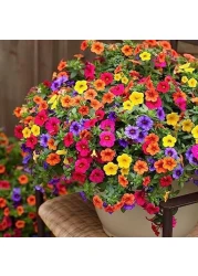 Vsell24 3Pack Morning Glory Flower Seeds For Planting NON GMO Flower Seeds With 98% Cleaness, 95% Purity, 85% Germination Rate 10g