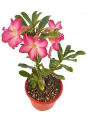 Adenium obesum or Desert Rose 30-40 CM Fresh Flowering Plants