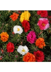 Outsidepride 5000 Seeds Annual Portulaca Moss Rose Ground Cover Seed Mix for Planting
