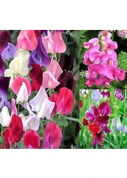 Pack of 3 Fragrant Peas Flower Seeds