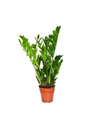 Zamioculcas zamiifolia pot size 14 cm height 65 cm