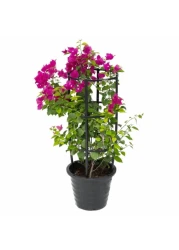 Bougainvillea 50-70 CM Fresh Plants