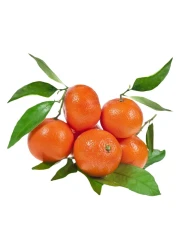 Clementine with Leaves