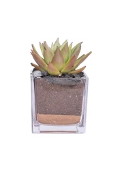 Enable Echeveria in Clear Square Glass Pot 8X8cm