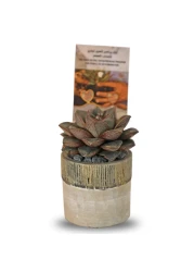 Enable Echeveria in Black Line Design Round Cement Pot 12X15cm