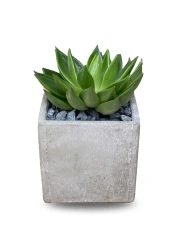 Enable Echeveria in Plain Square Cement Pot 13X18cm