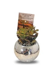 Enable Crassula in Silver Round Glass Pot 10X15cm
