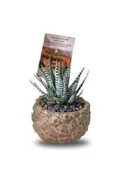 Enable Haworthia in Round Carved Cement Pot 12X19cm