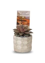 Enable Echeveria in Round Embossed Cement Pot 12X17cm