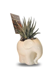 Enable Haworthia in White Elephant Pot 13X19cm