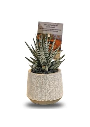 Enable Haworthia in White Round Cement Pot 13X18cm