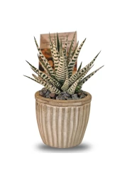 Enable Haworthia in Line Design Round Cement Pot 14X18cm