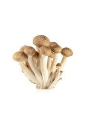 Brown Shimeji Mushroom