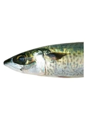 Small fresh mackerel