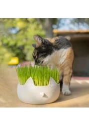 Erba Piu Cat Grass seeds