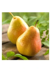 كمثرى روزماري