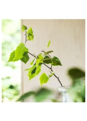 Scented Candle In Glass Scandinavian Woods/White 50 Hr