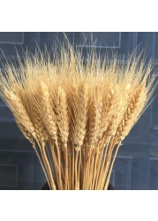 100 Stems Dried Wheat Stalks Dried Natural Ear of Wheat Grain Flowers for Home Dining Table Flower Arrangement Art Wedding Decoration