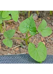 Vsell24 3Pack Morning Glory Flower Seeds For Planting NON GMO Flower Seeds With 98% Cleaness, 95% Purity, 85% Germination Rate 10g