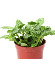 Fittonia green - fresh-live plants