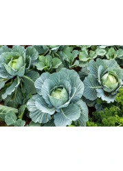 Vsell24 Garden Pea Seeds, 3 Packs of 10g Each, Easy Growing NON-GMO Home Garden Seeds With 98% Cleaness, 95% Purity, 85% Germination Rate