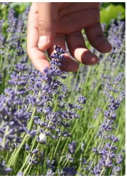 3Pack English Lavender Seeds for Planting Indoors or Outdoors NON GMO Home Garden Seeds With 98% Cleaness, 95% Purity, 85% Germination Rate 10g