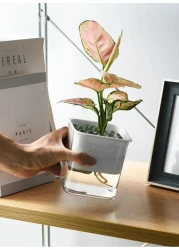 vsell24&nbsp;Hydroponic Indoor Plant with Clear Plastic Container - Elegant Design, Easy Maintenance-Small