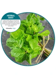 Fresh Products Wave 3D Virtually eliminates Urine Splash 30Day Use Easy Installation Beneficial Bacteria Consistent Fragrance Herbal Mint Green Made in USA 10pk Urinal Screens