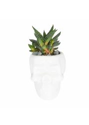 Enable Haworthia in White Skull Face Pot 15X8cm