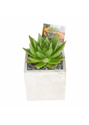 Enable Echeveria in Plain Square Cement Pot 13X18cm