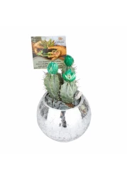 إينيبل كاروسالا في وعاء زجاجي دائري فضي مقاس 10 × 15 سم