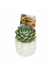 إنيبل نبات إيشيفيريا في وعاء أسمنتي دائري منقوش مقاس 12×17 سم