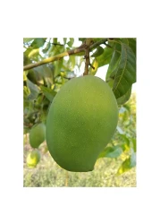 Rajapuri Mango