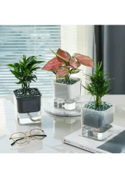 vsell24&nbsp;Hydroponic Indoor Plant with Clear Plastic Container - Elegant Design, Easy Maintenance-Small