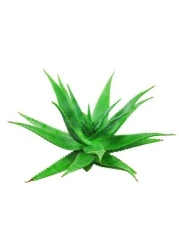 Isabellas Clearly Burn Soothing Aloe Vera Ointment for Skin Burns Scalds Cuts Scrapes Wounds Sunburn Relief with Olive Oil and Lavender Fast Acting Natural Remedy Made in USA