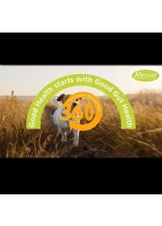 معجون ميرفو بروبيو للكلاب والجراء دعم متقدم لصحة الأمعاء والمناعة مكمل البروبيوتيك والبريبايوتيك وفيتامينات ب ومضادات الأكسدة لصحة الجهاز الهضمي وتعافي الجهاز الهضمي 30 مل