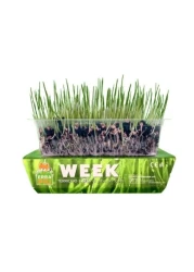 Erba Piu Cat Grass seeds