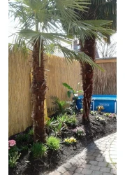 Bamboo Reed Fence/Privacy Fence (1mtr x 6mtrs)