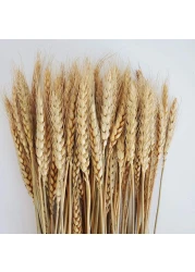 100 Stems Dried Wheat Stalks Dried Natural Ear of Wheat Grain Flowers for Home Dining Table Flower Arrangement Art Wedding Decoration
