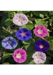 Vsell24 3Pack Morning Glory Flower Seeds For Planting NON GMO Flower Seeds With 98% Cleaness, 95% Purity, 85% Germination Rate 10g