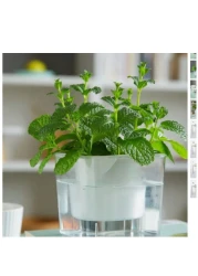 vsell24&nbsp;Hydroponic Indoor Plant with Clear Plastic Container - Elegant Design, Easy Maintenance-Small