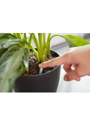 MiracleGro Indoor Plant Food Spikes Includes 48 Spikes Continuous Feeding for all Flowering and Foliage Houseplants NPK 6126 Pack of 1