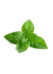 Isabellas Clearly Burn Soothing Aloe Vera Ointment for Skin Burns Scalds Cuts Scrapes Wounds Sunburn Relief with Olive Oil and Lavender Fast Acting Natural Remedy Made in USA