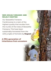 اللبان Boswellia Frereana الراتنج